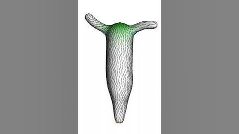 Simulated nematic orientation field of Hydra