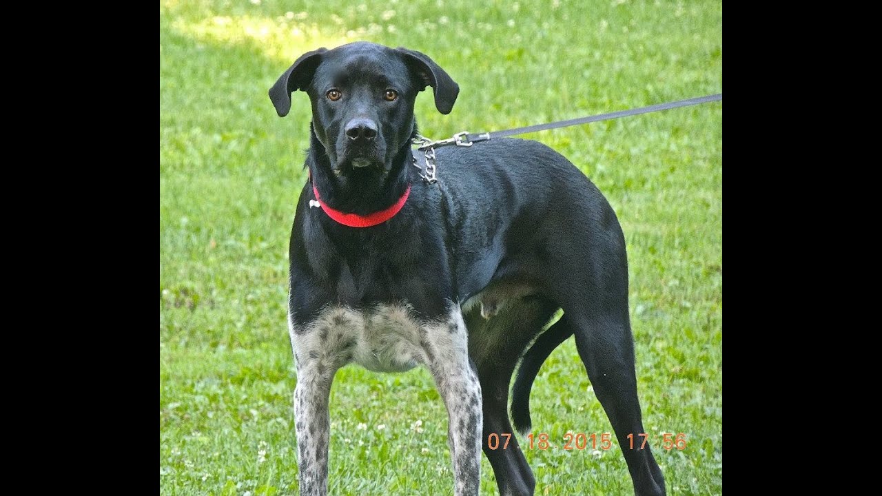 World Class Dog Kennels, Pet Training, McHenry,  IL.