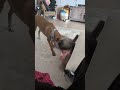 Video of adoptable pet named Edna Jean