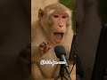 monkey AI video #trending #cartoon #shortvideo #trending #viral