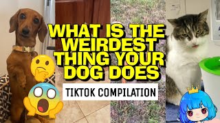 WEIRDEST THING YOUR DOG DOES TREND COMPILATION || Telle Studio