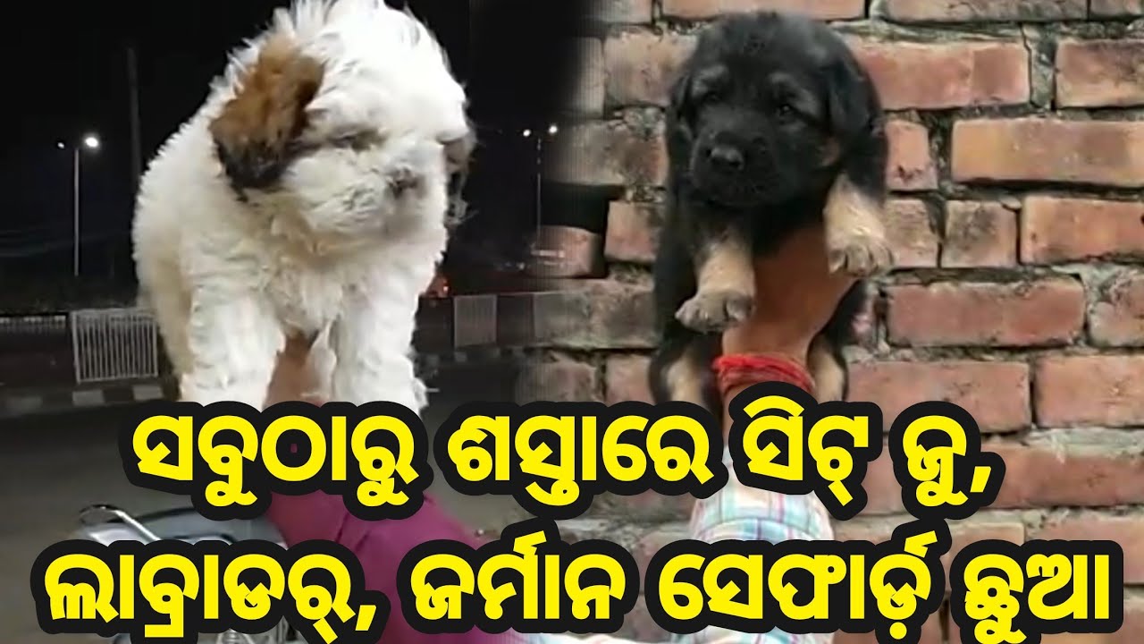 Very Low Price Shitzu, Labrador and German shepherd dog available in