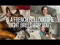 Is A French Bulldog The Right Breed For You?