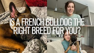 Is A French Bulldog The Right Breed For You? by The French Bullvlog 1,624 views 2 years ago 6 minutes, 59 seconds