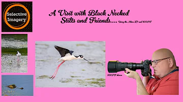 A visit with Black Necked Stilts and Friends