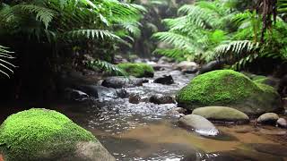 Soft River Stream Sounds for Quiet Mind and Relaxation