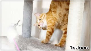 もふもふ猫じゃらしでハンターモード全開!! 完全復活の兆し!?【茶とら猫】 by 茶トラ猫つくね / Tsukune 482 views 2 years ago 3 minutes, 3 seconds