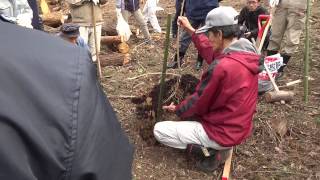 現地で桜の苗の植え方の説明