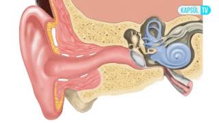 Kulak Çınlaması Neden Olur? Resimi