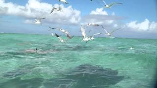 Bora Bora - Ray And Shark Snorkel