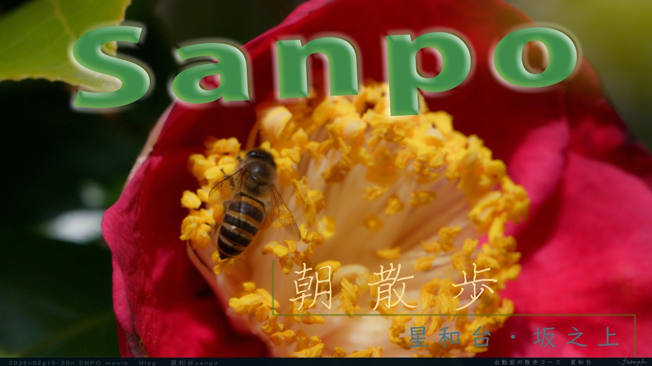 鹿児島,星和台,散歩風景,草花,桜島 2026n02g15n-20n   N-RAW  fusaph