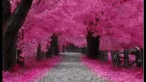 عبد الولي الأركاني - سورة الحج