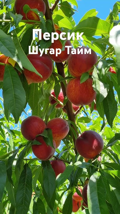 Персик Шугар Тайм - YouTube