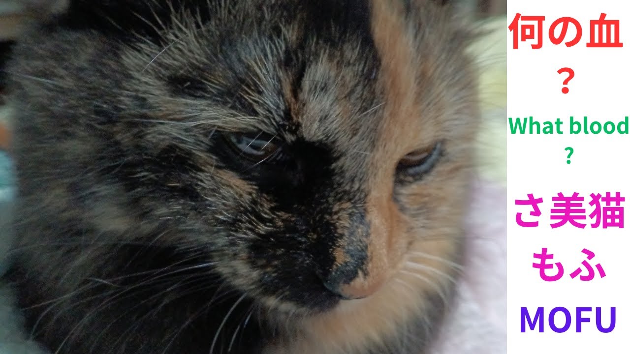 何の血?保護サビ猫もふ。What blood ? - YouTube