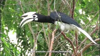 Panggilan Burung: Enggang PIED ORIENTAL