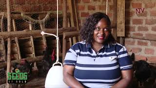 Building poultry pens with inspiration from Makula Poultry Farm | SEEDS OF GOLD