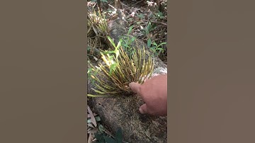 Tình cờ gặp những bụi lan rừng