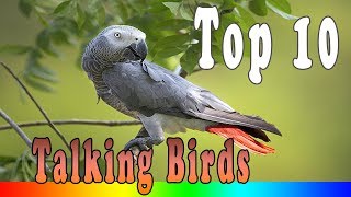 Top 10 Smartest Talking Birds In The World