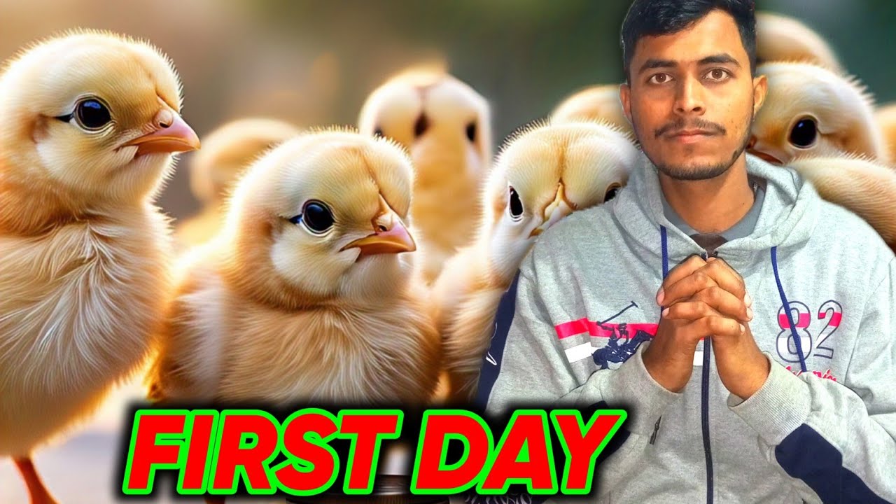 First Day Of Poultry Farming 