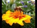 ミツバチのダンス Bees in Japan! (怖い！)