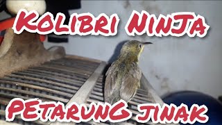 Download Lagu Kicau mania ku,koNin Narung \u0026 jinak MP3