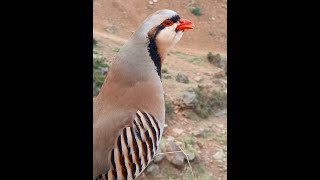 National bird of Pakistan||Chukar calling chakor ki Awaz