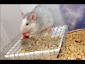 【閲覧注意】ラット(ネズミ)の子食い、共食い ／ Viewer warning！ Rat cannibalism