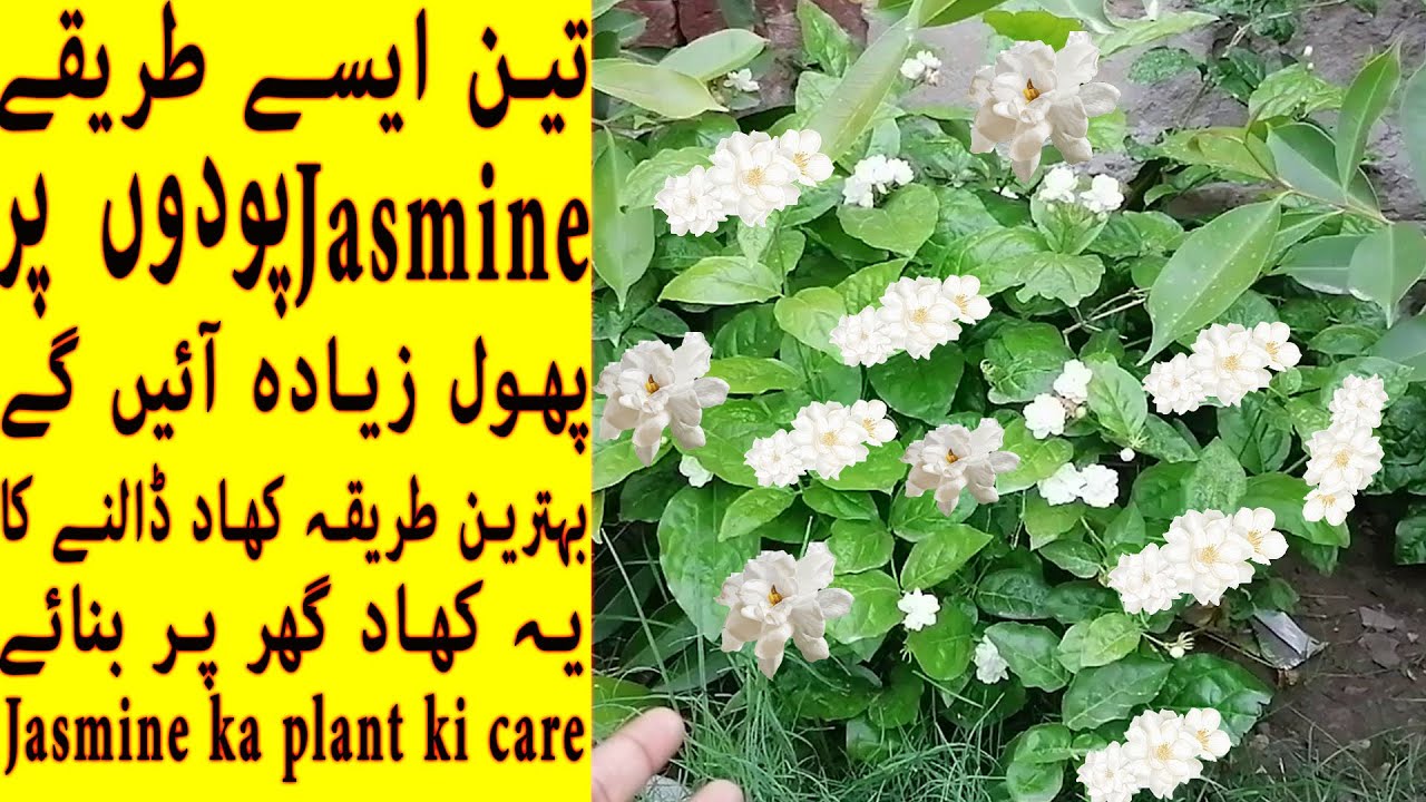 Jasmine Mogra Motia Ka Plant Ki Care