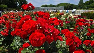 [4K] Spring Roses at Jindai Botanical Gardens｜Beautiful Rose Garden & Grand Greenhouse, Tokyo, Japan