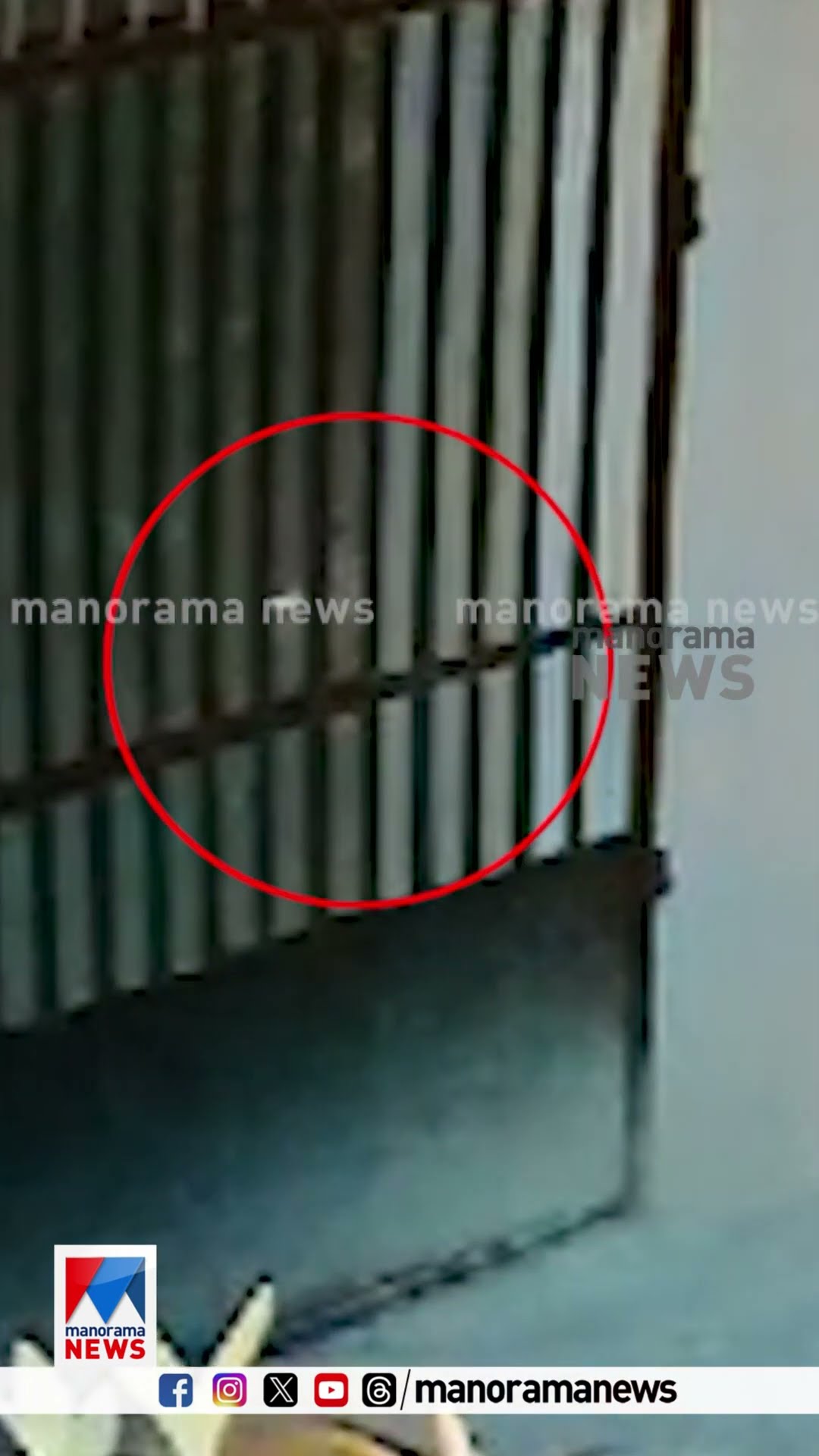 ​പത്തനംതിട്ട ഏനാത്ത് കണ്ടത് പുലിയെ അല്ല പൂച്ചയെ ആണെന്ന് വനംവകുപ്പ് ഉദ്യോഗസ്ഥര്‍ #pathanamthitta