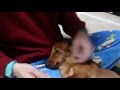 犬の歯磨き 自宅で簡単(ミニチュアダックスフンド)