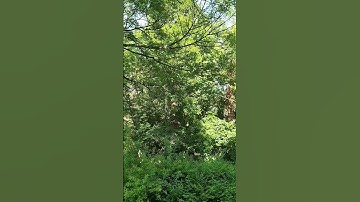 أيات من القرآن الكريم بصوت القارئ الشيخ عبد العزيز سحيم