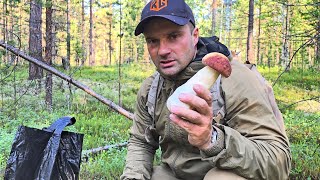 видео: ГРИБЫ БОРОВИКИ И ДРУГИЕ, СОБИРАЮ ЧИСТЫЕ ГРИБЫ НА БОРУ. НЕТРОНУТЫЙ ЛЕС ГРИБНИКАМИ, ГДЕ ВСЕ??? картинка: ГРИБЫ БОРОВИКИ И ДРУГИЕ, СОБИРАЮ ЧИСТЫЕ ГРИБЫ НА БОРУ. НЕТРОНУТЫЙ ЛЕС ГРИБНИКАМИ, ГДЕ ВСЕ???