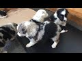 3 Week Old Border Collie Puppies - Early play behavior