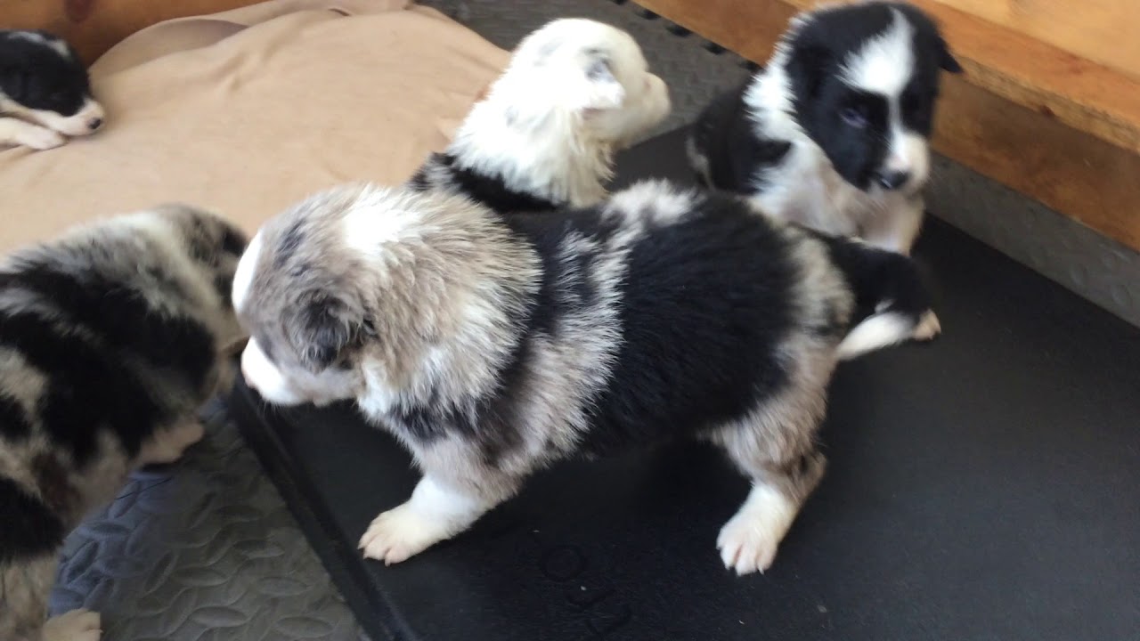 3 Week Old Border Collie Puppies 