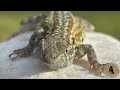 Wild Planet Ep 1 Crested Geckos 1