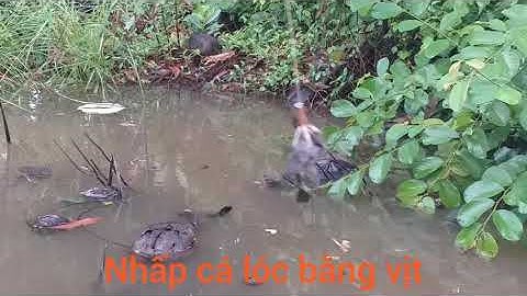 Câu cá lóc bằng vịt con, gặp bầy lòng ròng, dính cá lóc khủng - cao thủ câu các lóc - LuânGTV