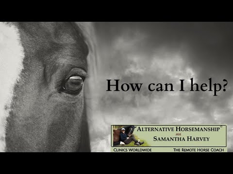 Horse & Rider