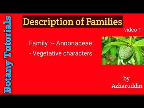 Video: U porodici annonaceae cvijeće je?
