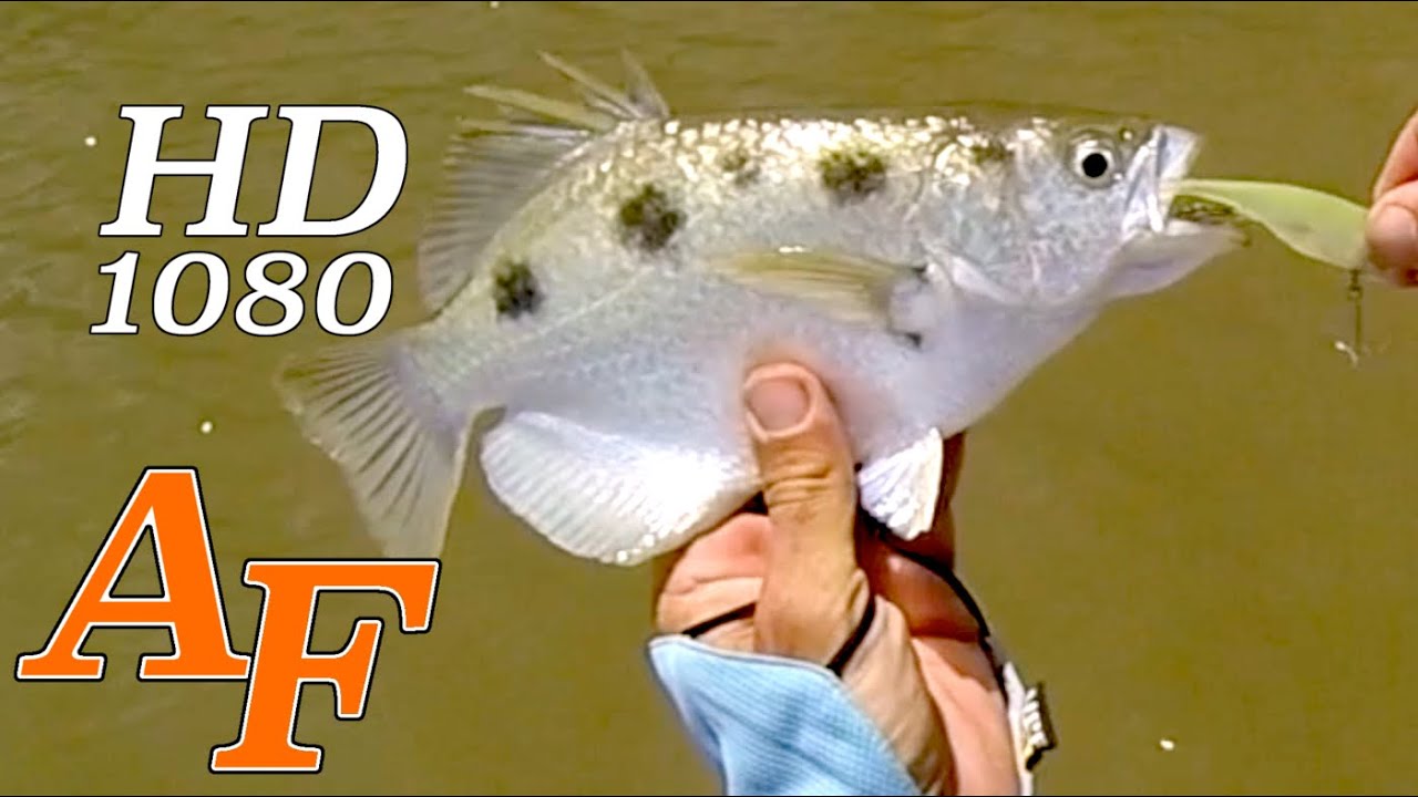 kayak flight Lure fishing Proserpine River Barra & Archer Fish Andysfishing Fishing Video Big Fish EP.188