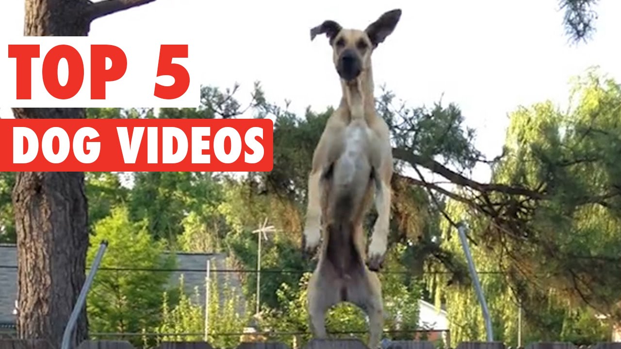 puppy paradise Incredible Dog Videos of the Week Compilation 2016