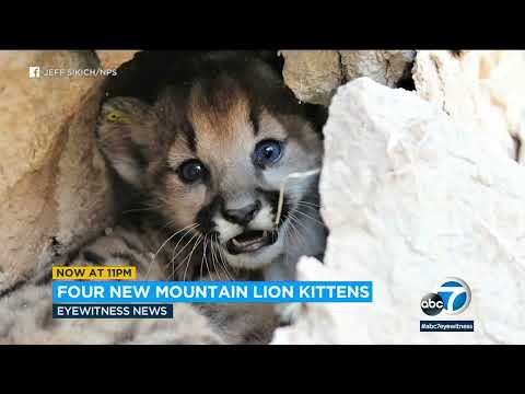 4 new mountain lion kittens discovered in Santa Monica Mountains