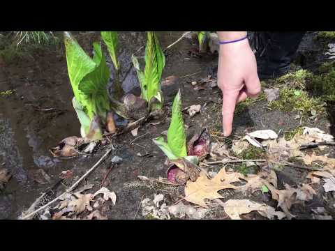 Skunk Cabbage - A spring ephemeral