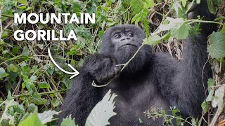 Mountain Gorilla Trekking in Rwanda (Unforgettable)