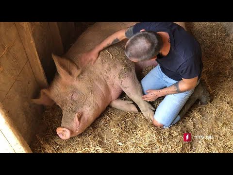 #ახალიკვირა ცხოველები, როგორც ჩვენ
