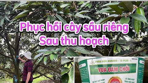 Chia sẽ cách phục hồi vườn sầu riêng sau khi thu hoạch