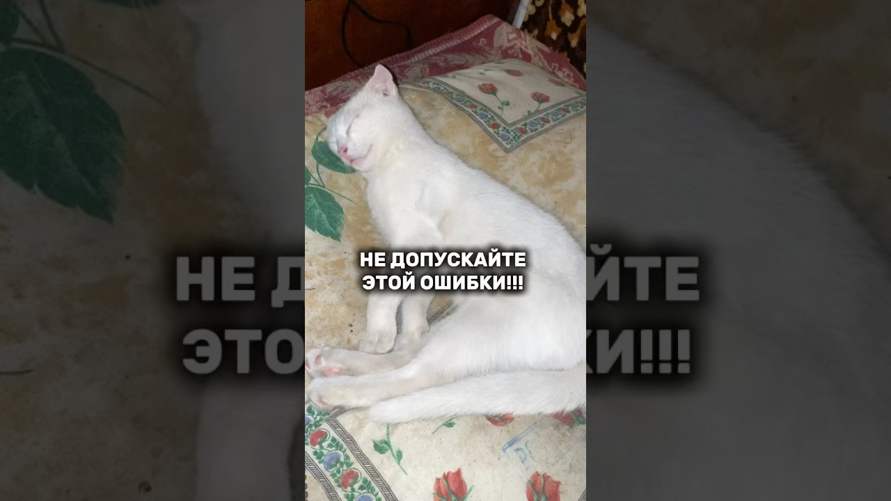 Ушные капли,которые уберегут уши вашего питомца артикул: 