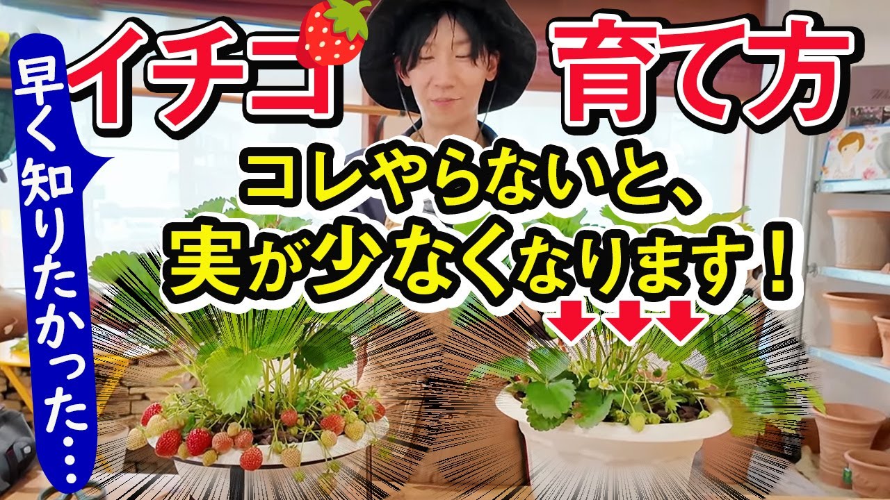 【イチゴ育て方】初心者～失敗した人必見！「あれ？実が少ない…」とガッカリしないためのポイント5つ