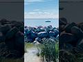 Balsam Harbour