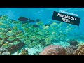 NINGALOO REEF │Australia│ Vanlife Adventures